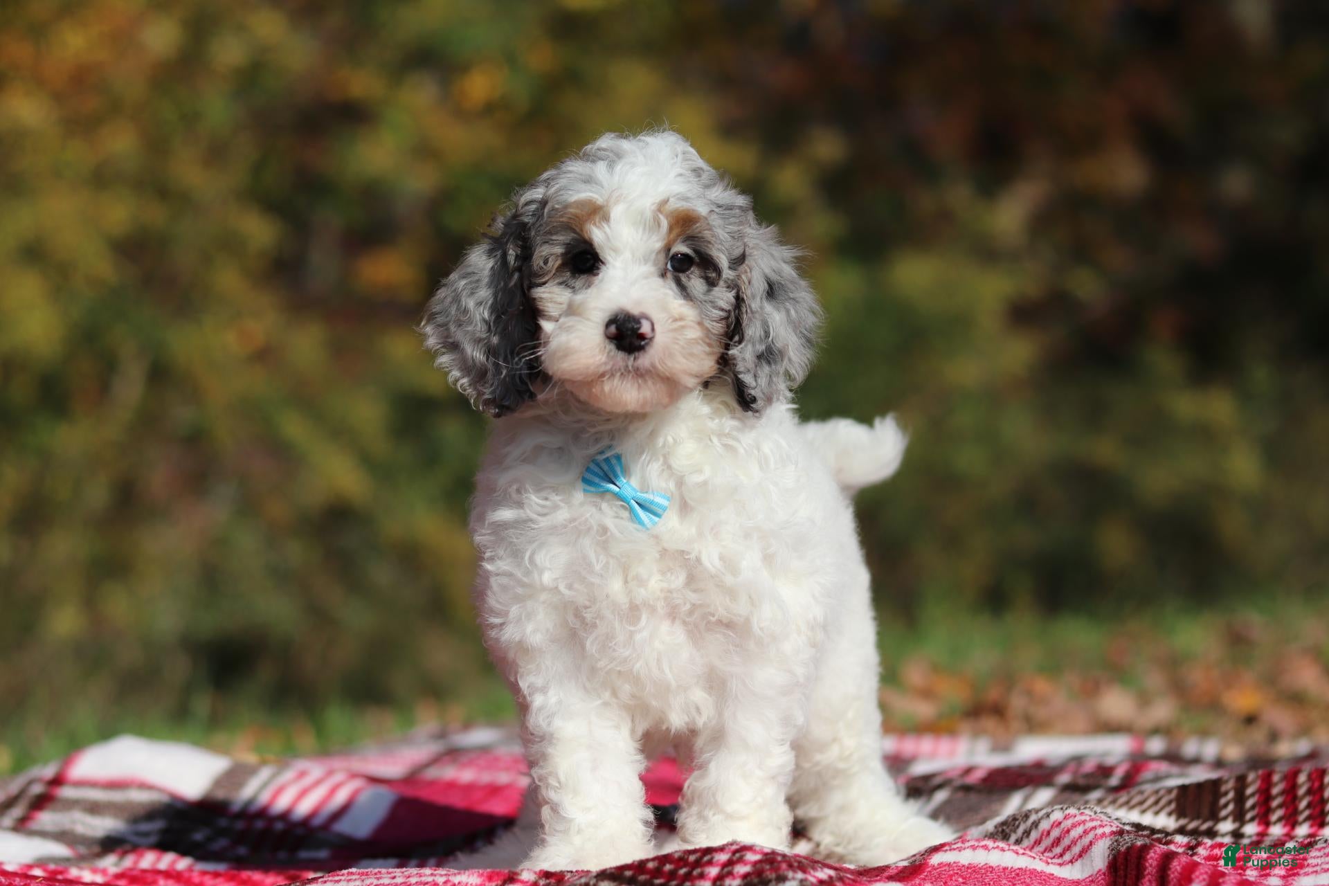 Miniature Poodle dogs Jasper (AKC) - Ad 2