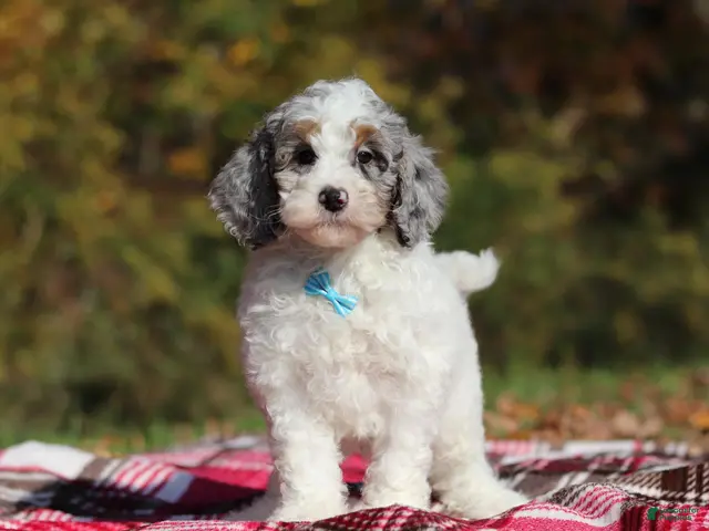 Miniature Poodle dogs for sale: Jasper (AKC) - Ad 2