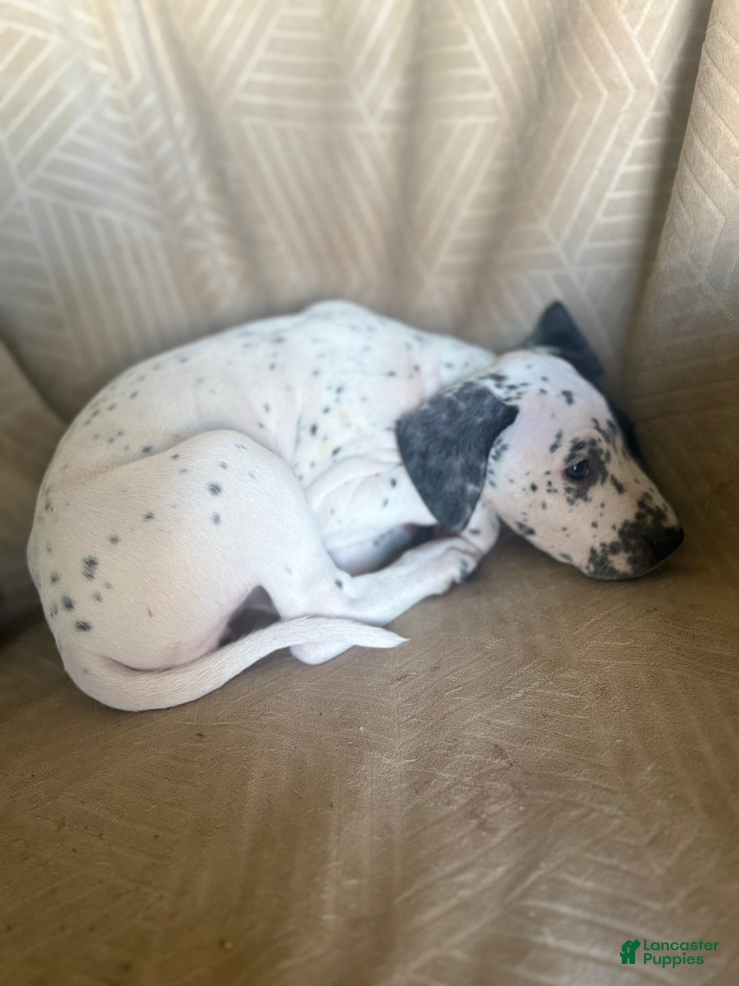 Mixed Breed dogs for sale: Roxanne - Ad 8