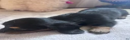 Dachshund dogs for sale: Fritz-Long Hair - Ad 5