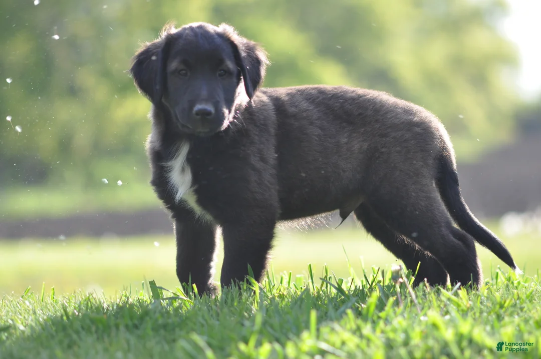 Mixed Breed dogs for sale: Chester - Ad 1