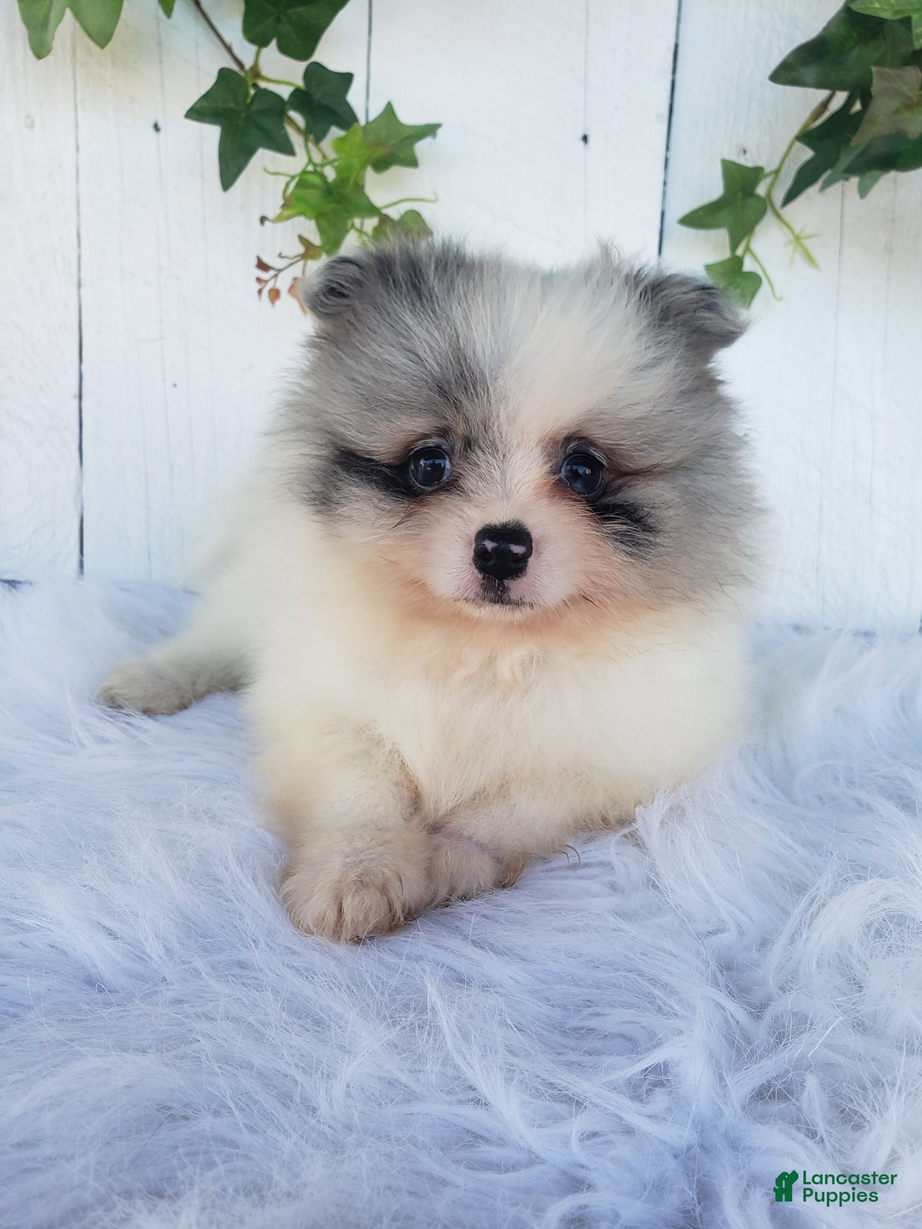 Pomeranian dogs Sophie  - Ad 1