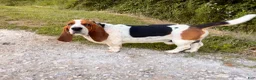 Basset Hound dogs for sale: George - Ad 6