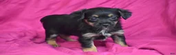 Yorkiepoo dogs for sale: Tinkerbelle - Ad 3
