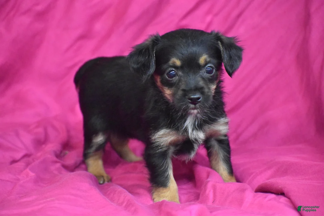 Yorkiepoo dogs for sale: Tinkerbelle - Ad 3