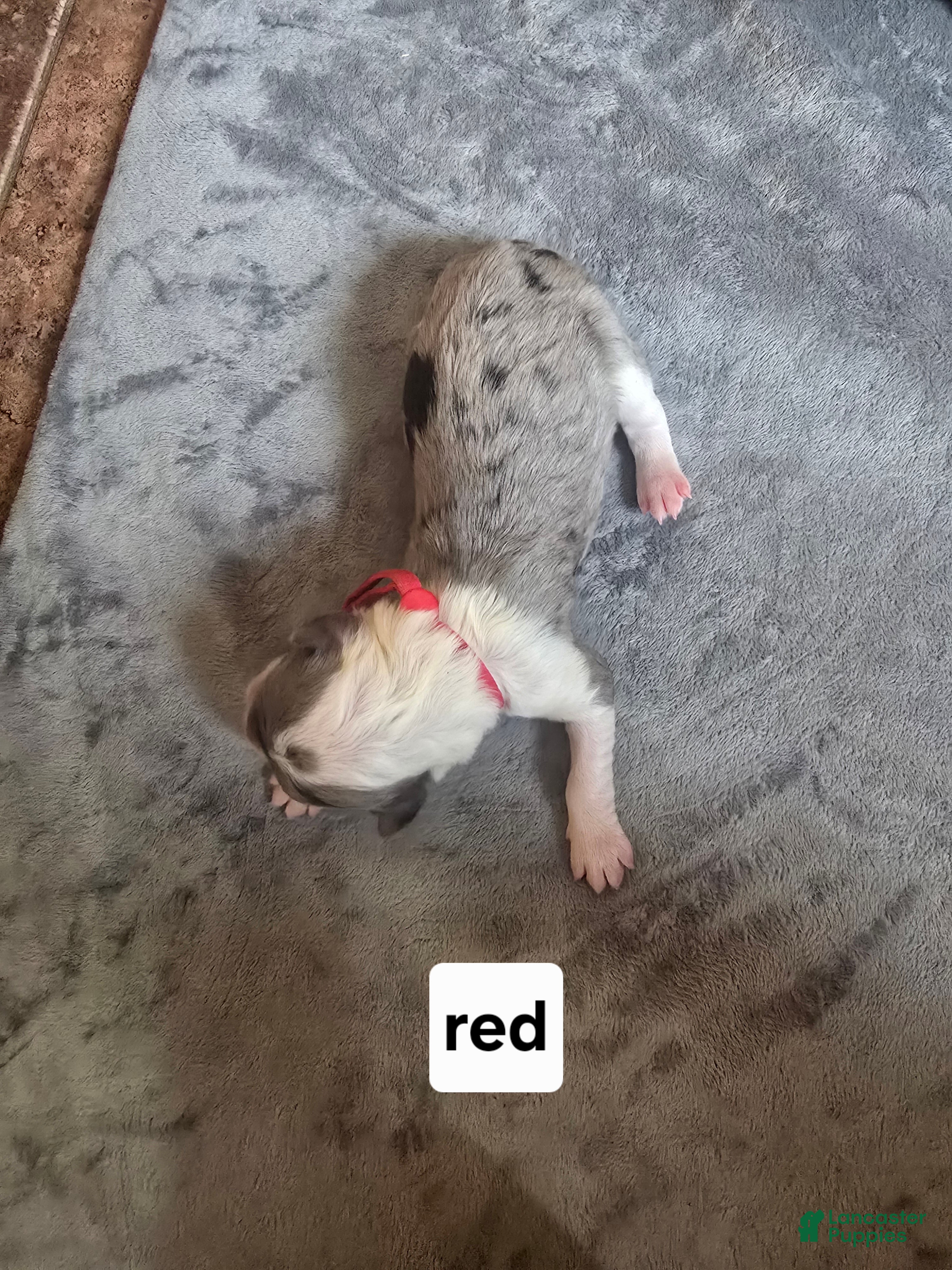 Sheepadoodle dogs Begonia -Red collar - Ad 22