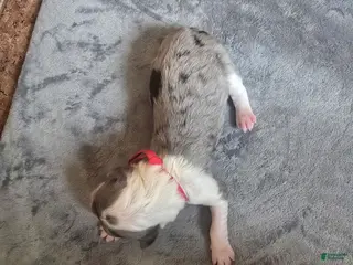 Sheepadoodle dogs Begonia -Red collar - Ad 22