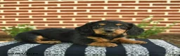 Miniature Dachshund dogs for sale: Flynn  - Ad 5