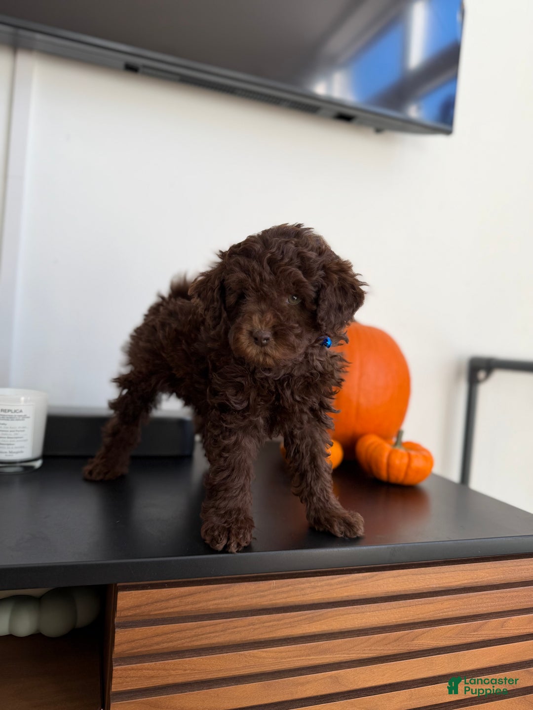 Toy Poodle dogs for sale: Brownie - Ad 1