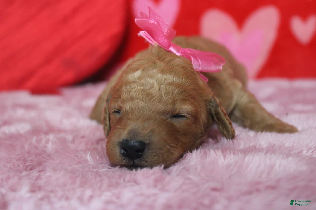 Goldendoodle dogs for sale: Izzy - Ad 2