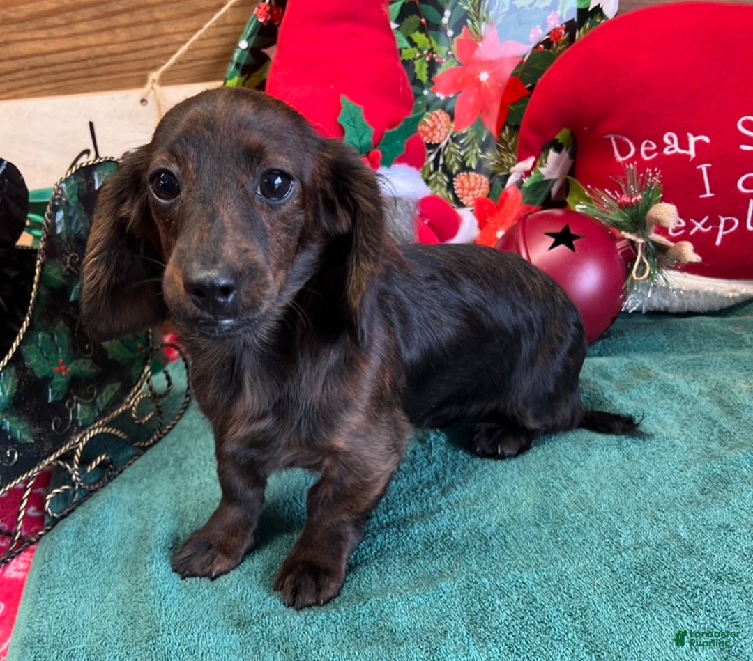 Miniature Dachshund dogs for sale: Bess - Ad 3