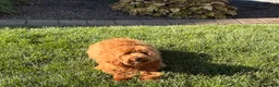 Cavapoo dogs for sale: Lyndon F1b  - Ad 5