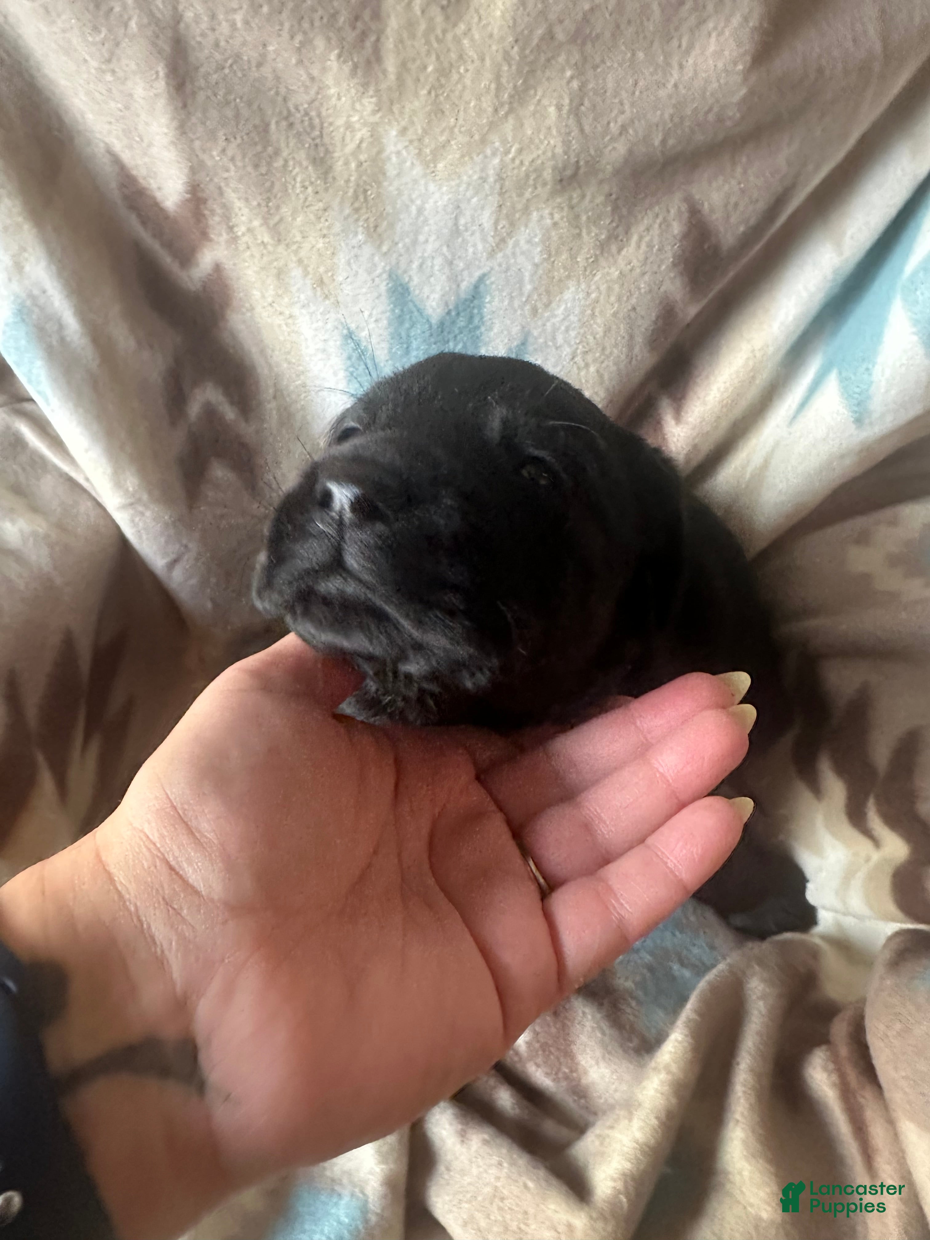 Labrador Retriever dogs Bullet - Ad 8
