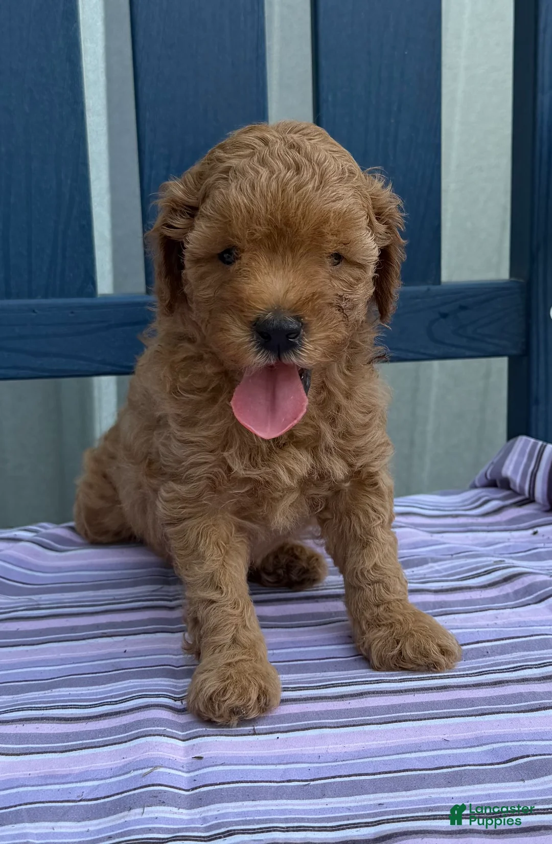 Mini Goldendoodle dogs for sale: Puppy #3….F1BB - Ad 2