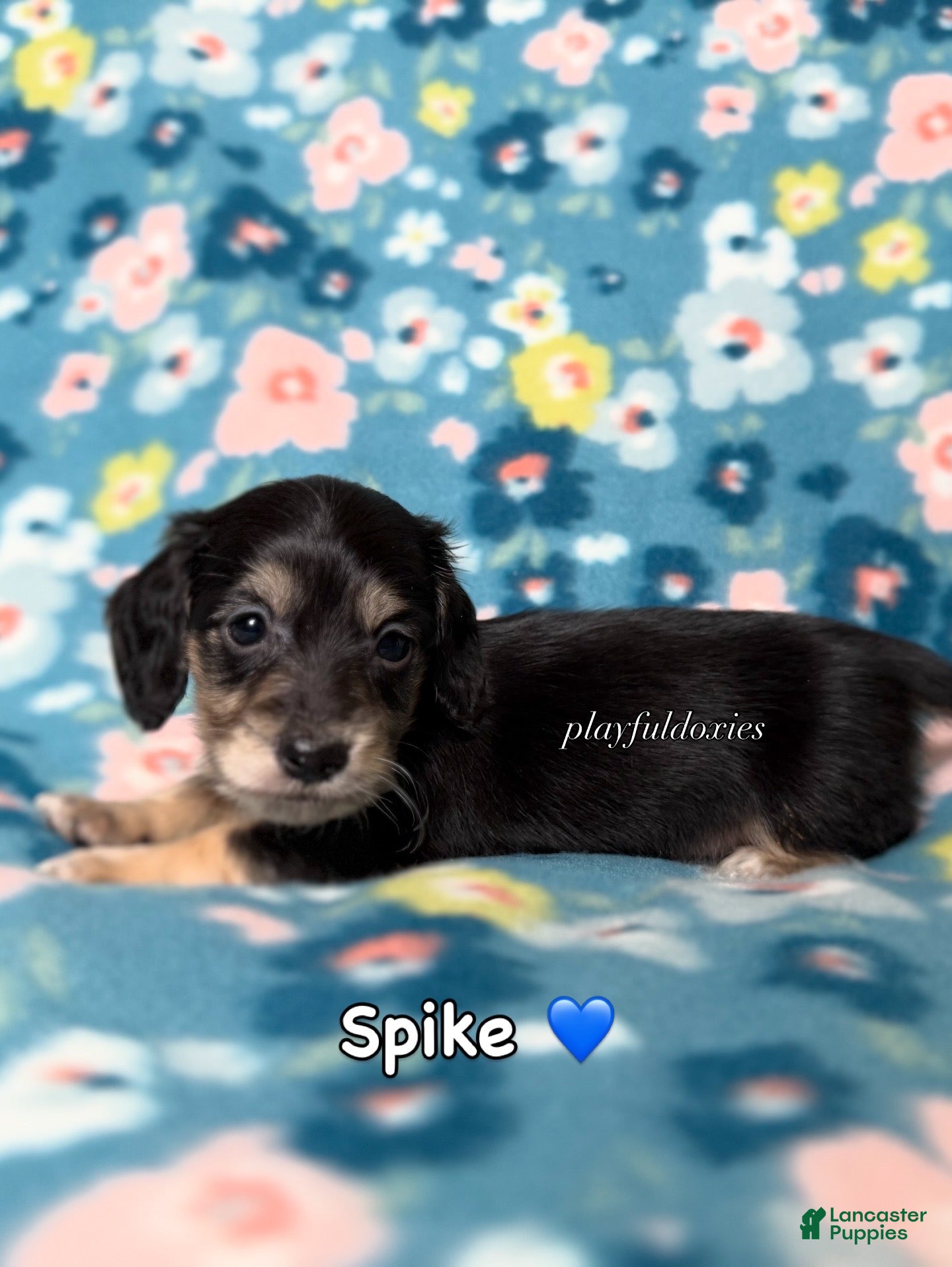 Miniature Dachshund dogs Spike - Dachshund Puppy Black & Cream Piebald Long Haired Male - Ad 1