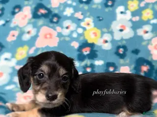 Miniature Dachshund dogs Spike - Dachshund Puppy Black & Cream Piebald Long Haired Male - Ad 33