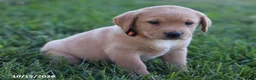 Labrador Retriever dogs for sale: Goldie - Ad 3