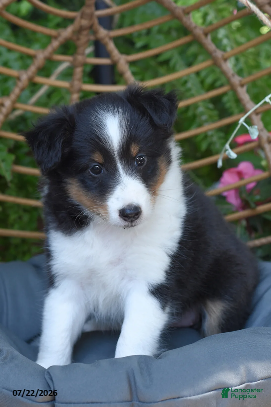 Shetland Sheepdog dogs for sale: Twila - Ad 1