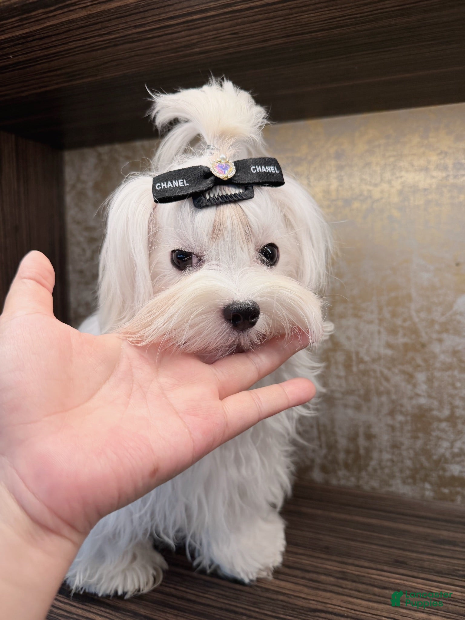Maltese dogs Tobi - Ad 1