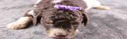 Standard Poodle dogs for sale: Loretta L - Ad 4