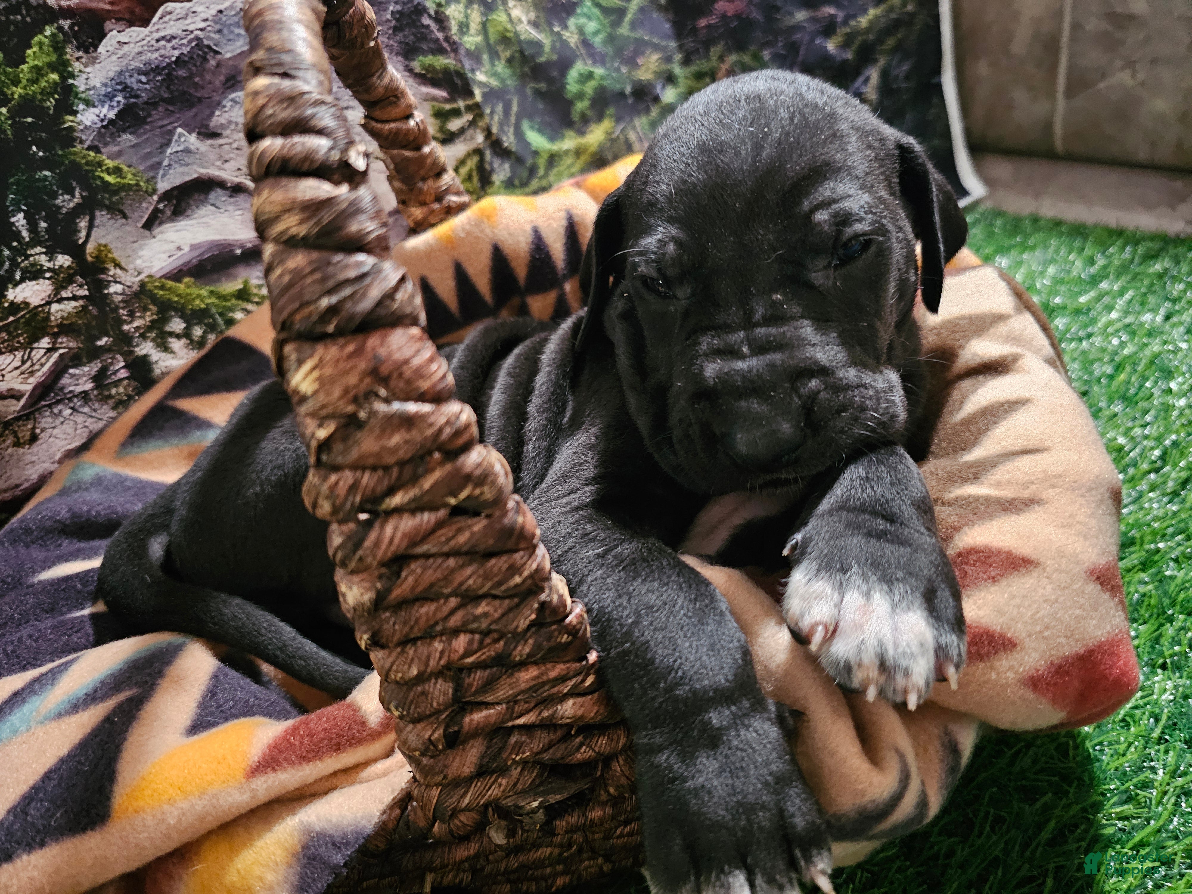 Great Dane dogs Black  - Ad 1