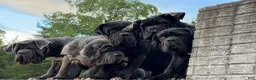 Neapolitan Mastiff dogs for sale: Neapolitan Mastiff Puppy 1 - Ad 15