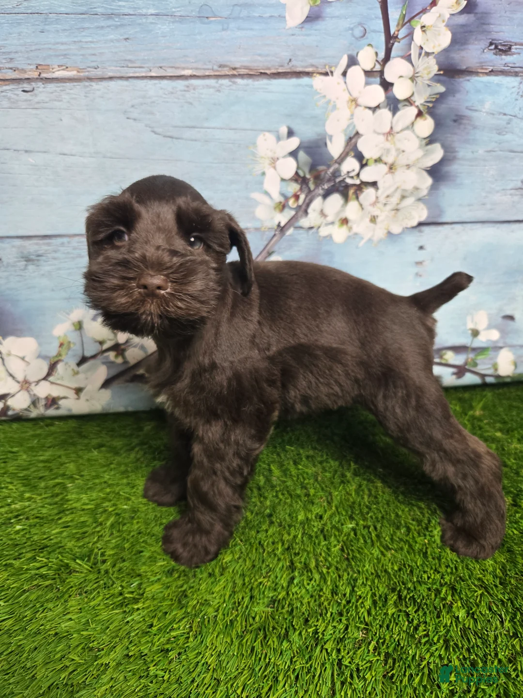 Miniature Schnauzer dogs for sale: Marlin - Ad 4