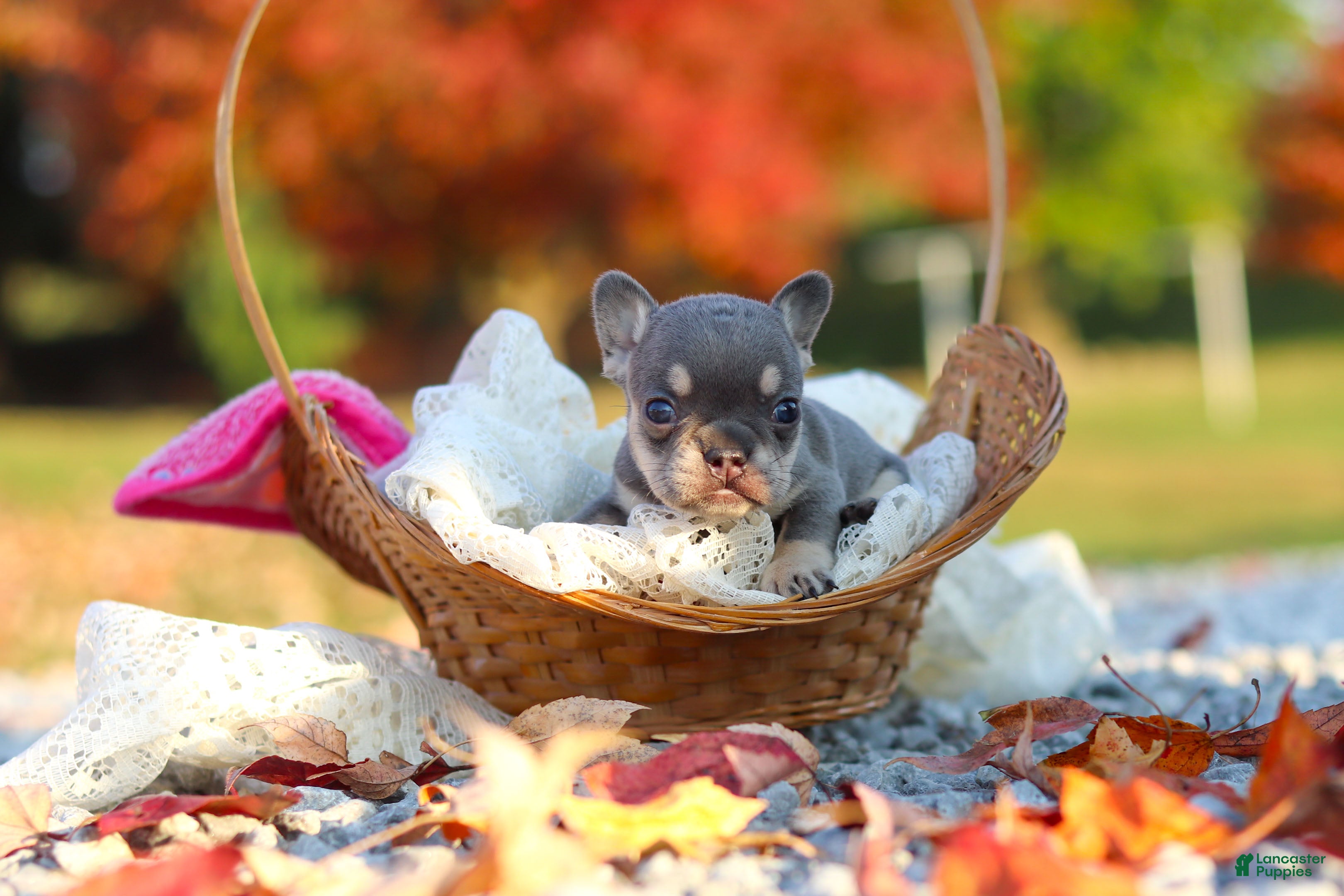 French Bulldog dogs for sale: Maple - Ad 1