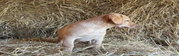 Labrador Retriever dogs for sale: Rissy - Ad 5