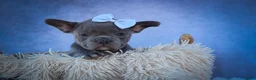 Frenchton dogs for sale: Quinn - Ad 22