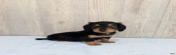 Miniature Dachshund dogs for sale: Oreo - Ad 6