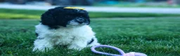 Cavapoo dogs for sale: Gracie  - Ad 11