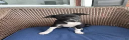 Rat Terrier dogs for sale: Abe - Ad 2