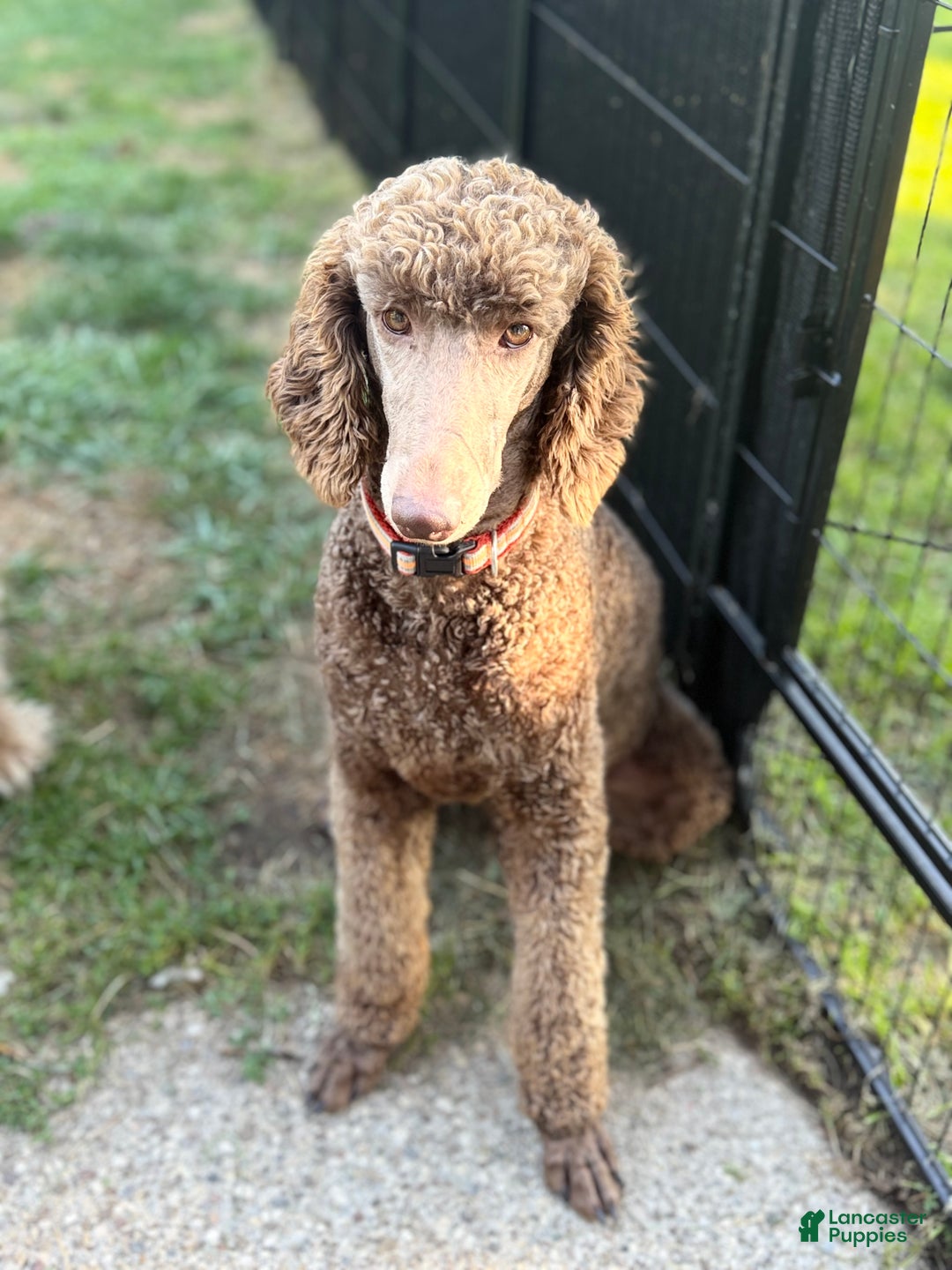 Goldendoodle dogs for sale: Mocha - Ad 14