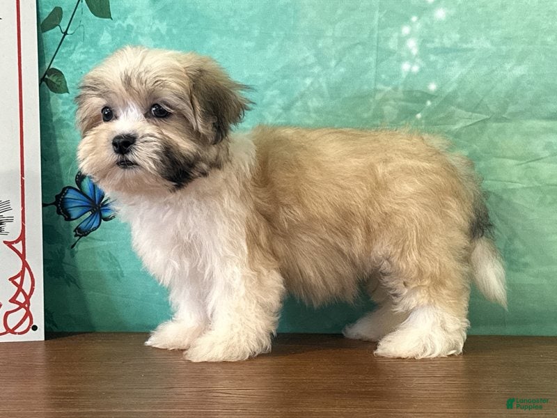 Teddy Bear dogs Boone - Ad 1