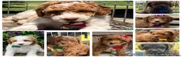 Miniature Poodle dogs for sale: Macchiato  - Ad 4