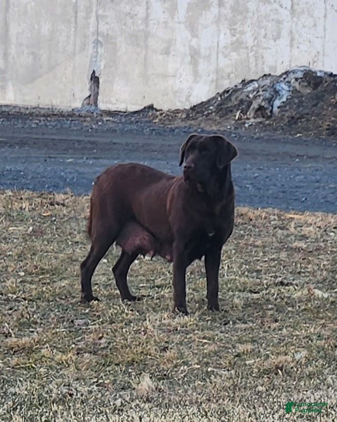Labrador Retriever dogs Porsha - Ad 2