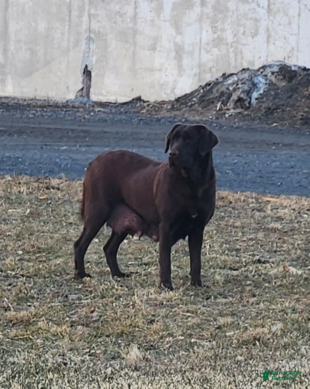 Labrador Retriever dogs for sale: Porsha - Ad 2