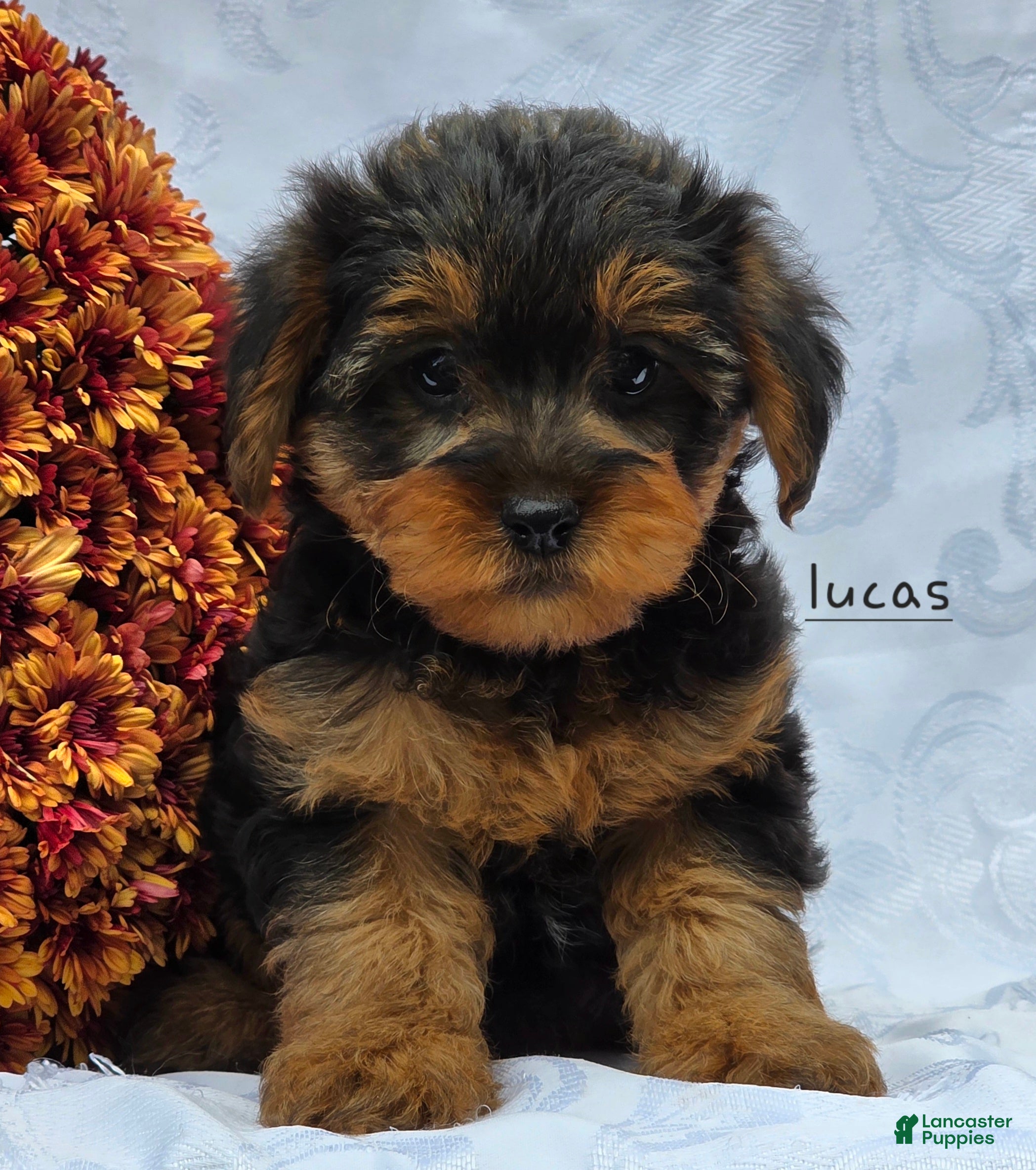 Yorkiepoo dogs for sale: Lucas - Ad 1