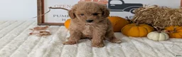 Mini Goldendoodle dogs for sale: Jill - Ad 5