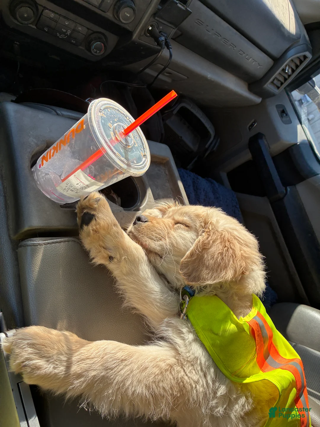 Golden Retriever dogs for sale: Golden Retriever Puppy 2 - Ad 3