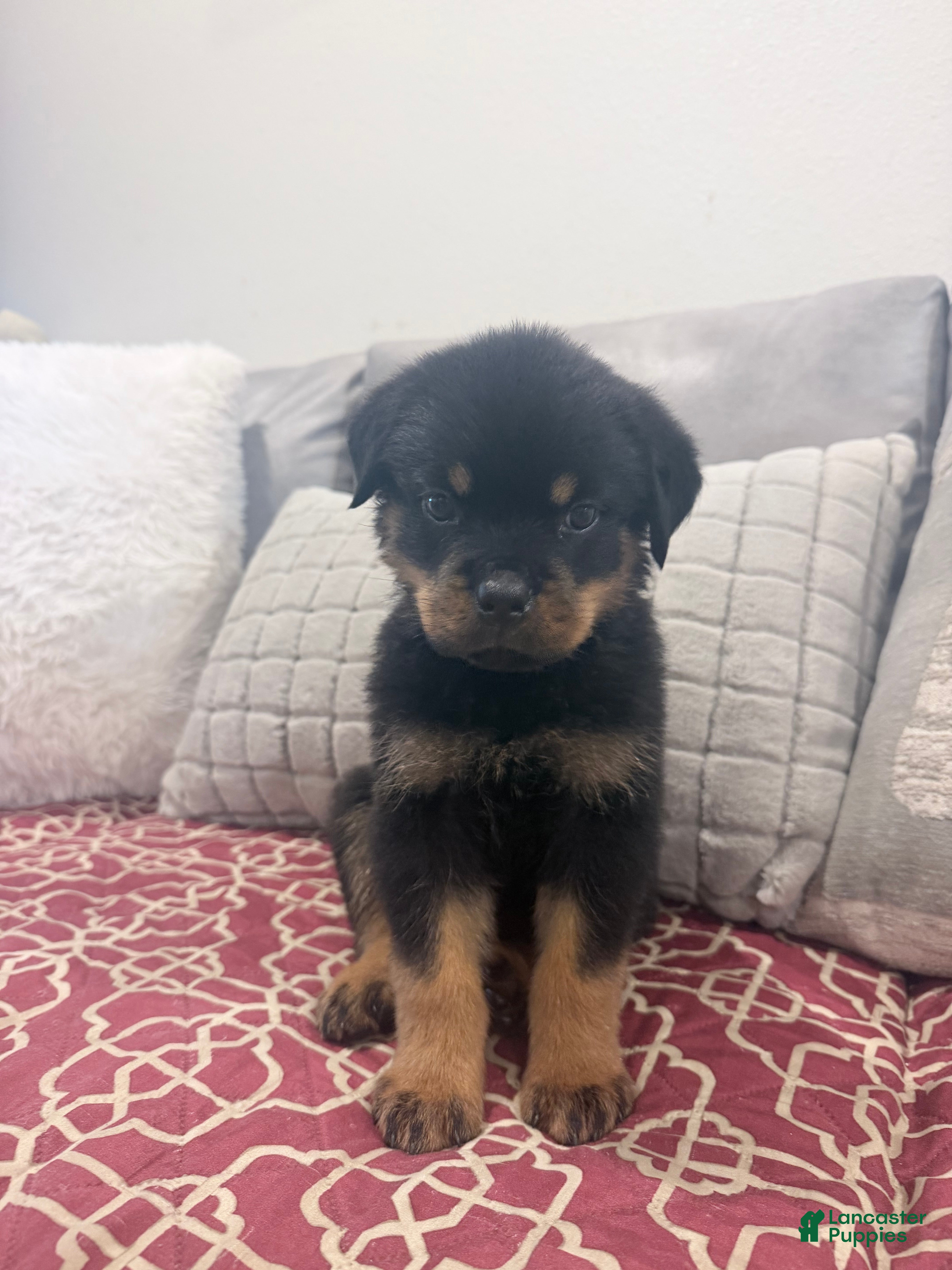 Rottweiler dogs White color, boy - Ad 2