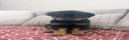 Rottweiler dogs for sale: White color, boy - Ad 2
