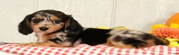Miniature Dachshund dogs for sale: Jesse - Ad 5