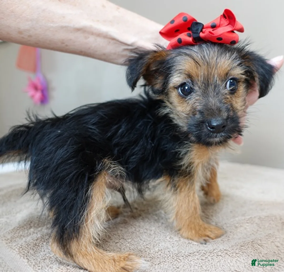 Yorkshire Terrier dogs for sale: Little guy 2 lbs - Ad 18