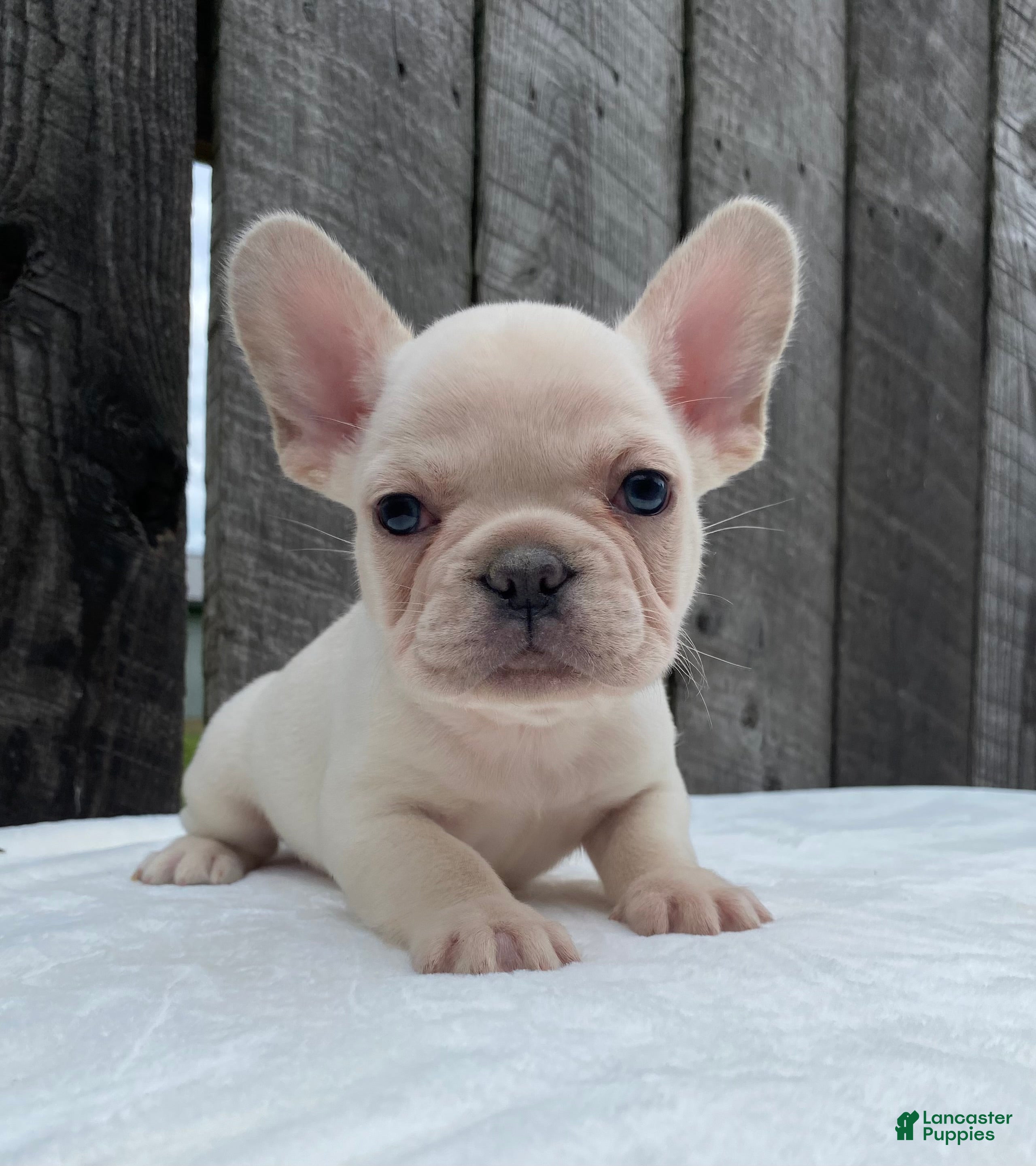 French Bulldog dogs Mitchell  - Ad 1