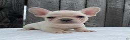 French Bulldog dogs for sale: Mitchell  - Ad 1