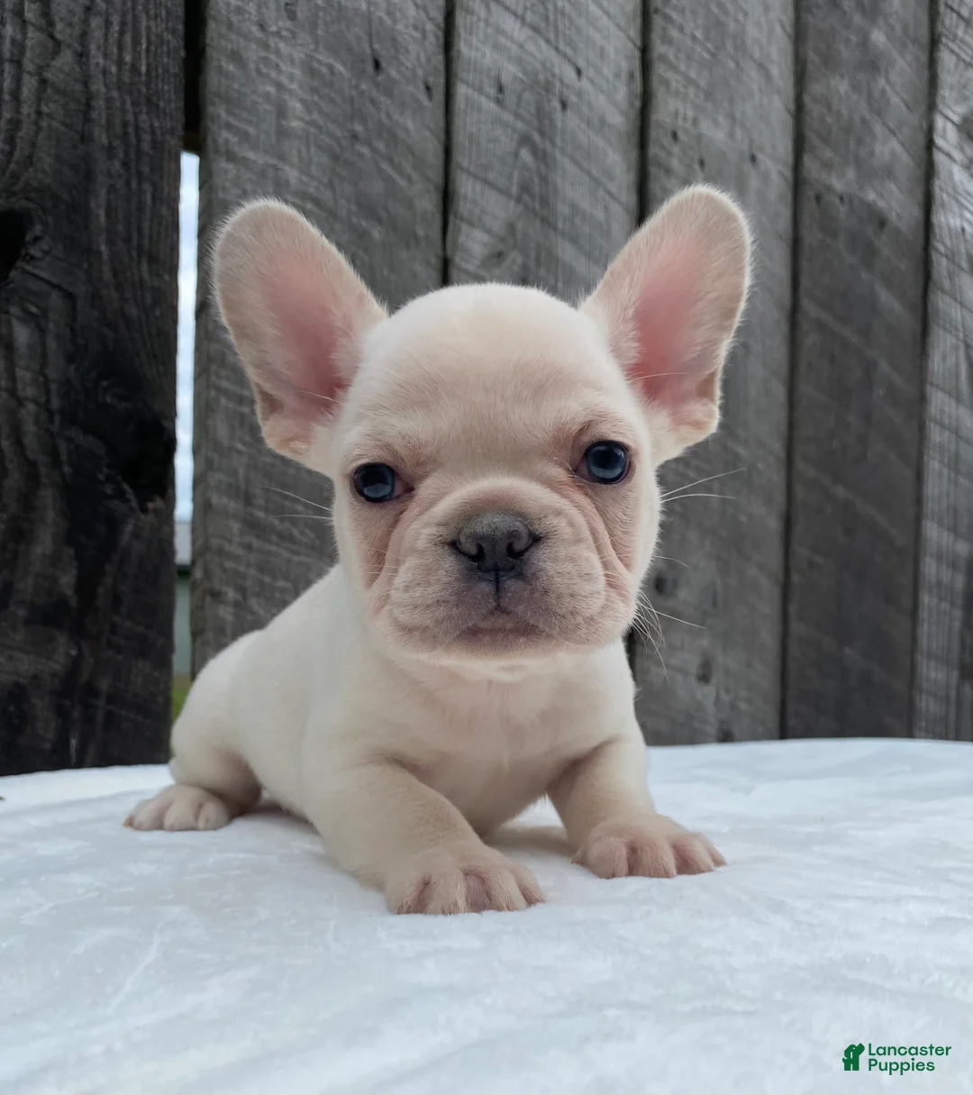French Bulldog dogs for sale: Mitchell  - Ad 1