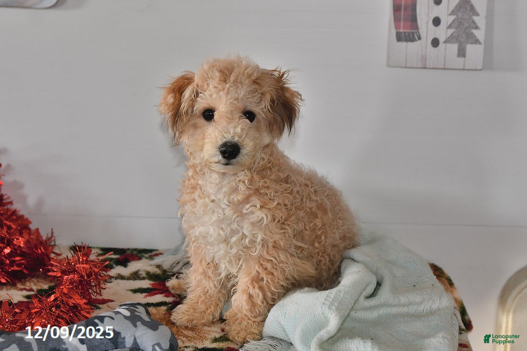Bichpoo dogs for sale: Buster Brown - Ad 1