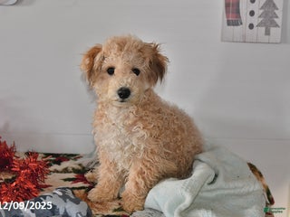 Bichpoo dogs Buster Brown - Ad 1